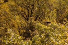Sunbathing-Bird
