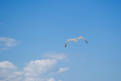 Seagull-at-Air