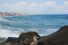Seagull-at-Sea