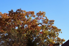 Autumn-All-in-One-Tree