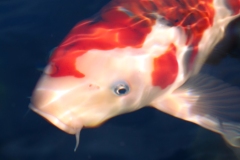 Koi