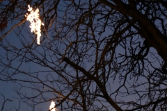 Snowing-Tree