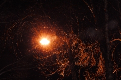Tree-Portal